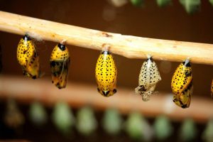 A Cloud Native Transformation Primer. Part 1: It’s obvious, until it isn’t.